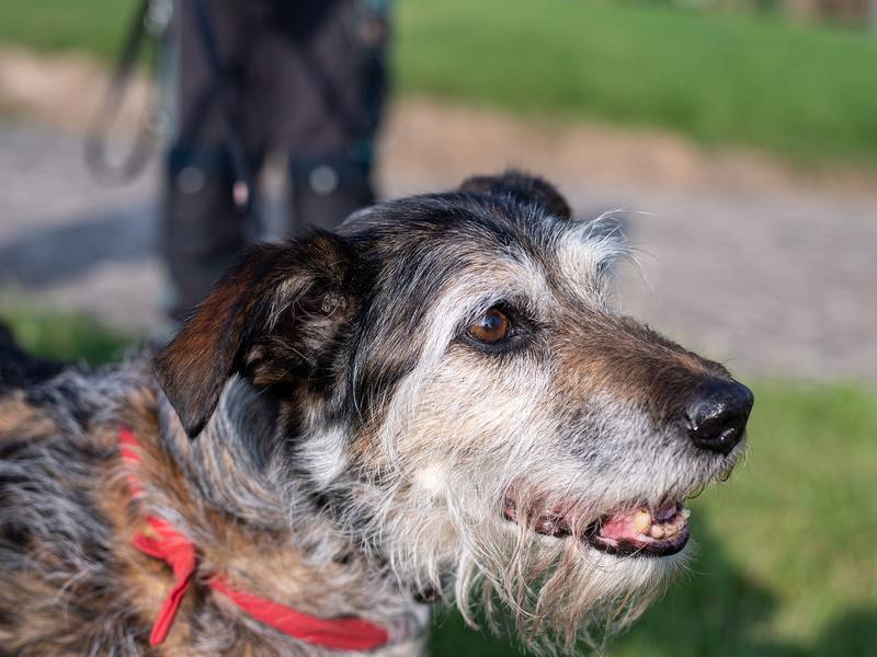 Bauhütte Lippoldsberg 2021 - Piratentage